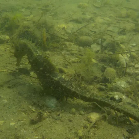 Vista Mar E Piscina Villa